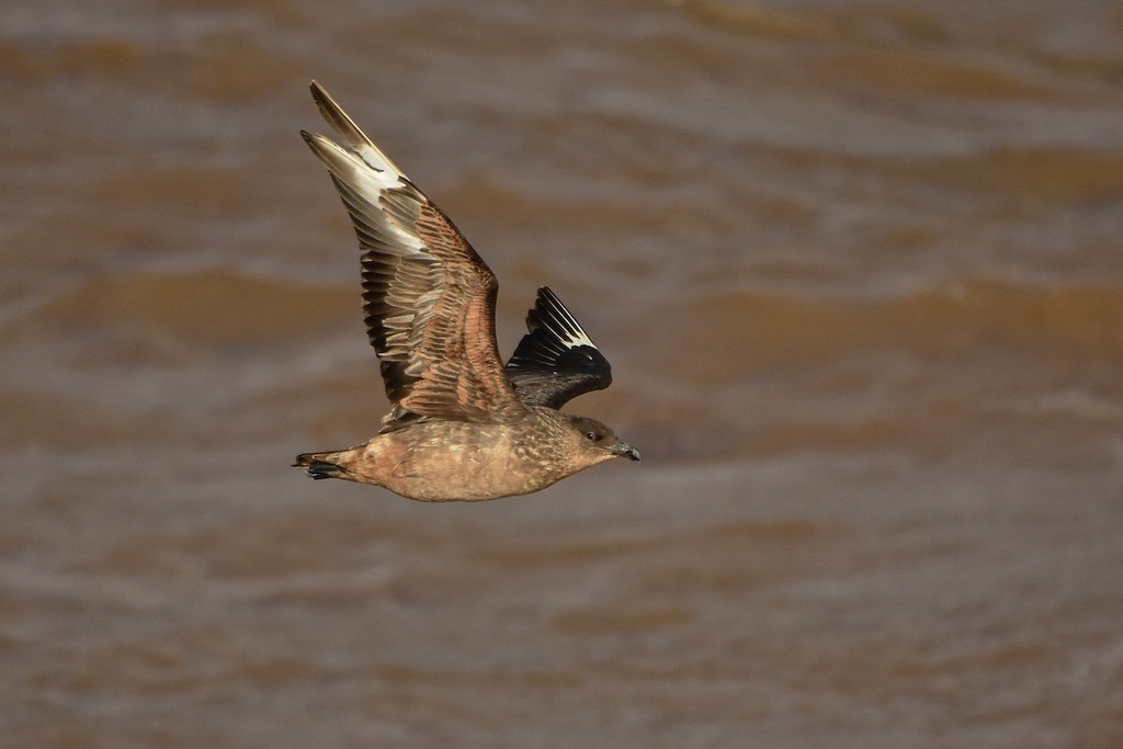 Chilean Skua