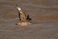 Chilean Skua photo 1