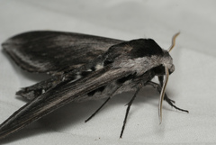 Sphinx perelegans