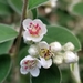 Silverleaf Cotoneaster - Photo (c) Sarah Wang, some rights reserved (CC BY-NC), uploaded by Sarah Wang