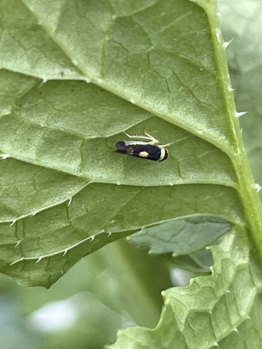 Mountain Leafhopper photo 2