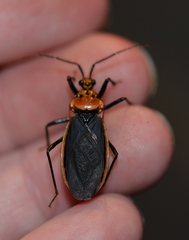 Rhiginia cinctiventris