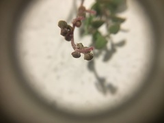 Chenopodium triandrum