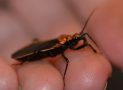 Rhiginia cinctiventris