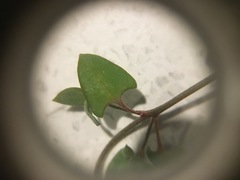 Chenopodium triandrum