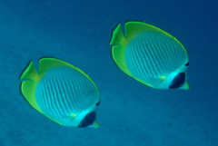 Chaetodon adiergastos
