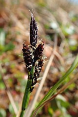 Carex soczavaeana