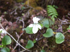 Viola kauaensis