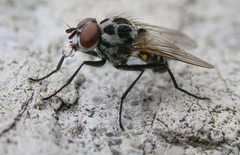 Anthomyia procellaris