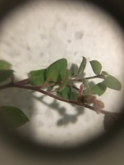 Chenopodium triandrum