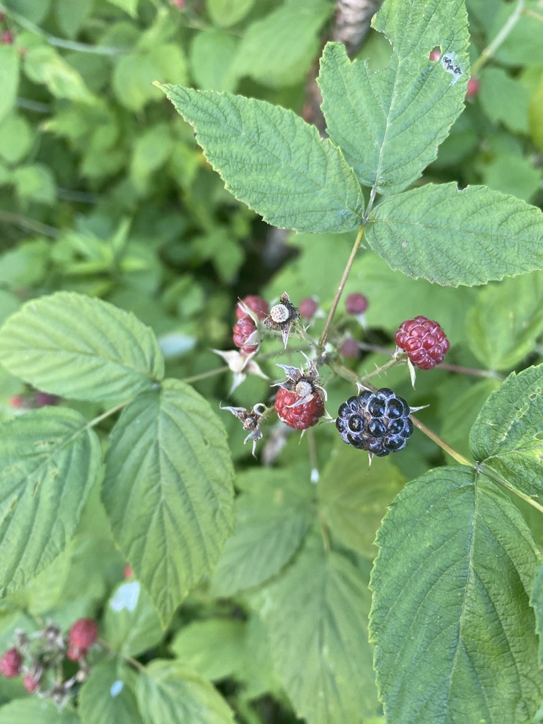 Black Raspberry Indiana black raspberry from Eddies Pl, Windsor, VT, US on June 28, 2024 at 01: ...