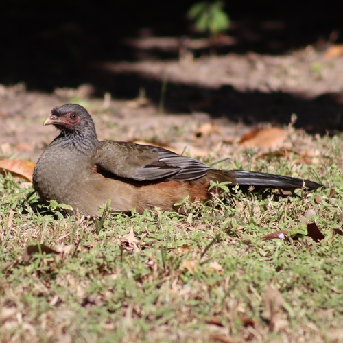 Chaco Chachalaca (Ortalis canicollis)