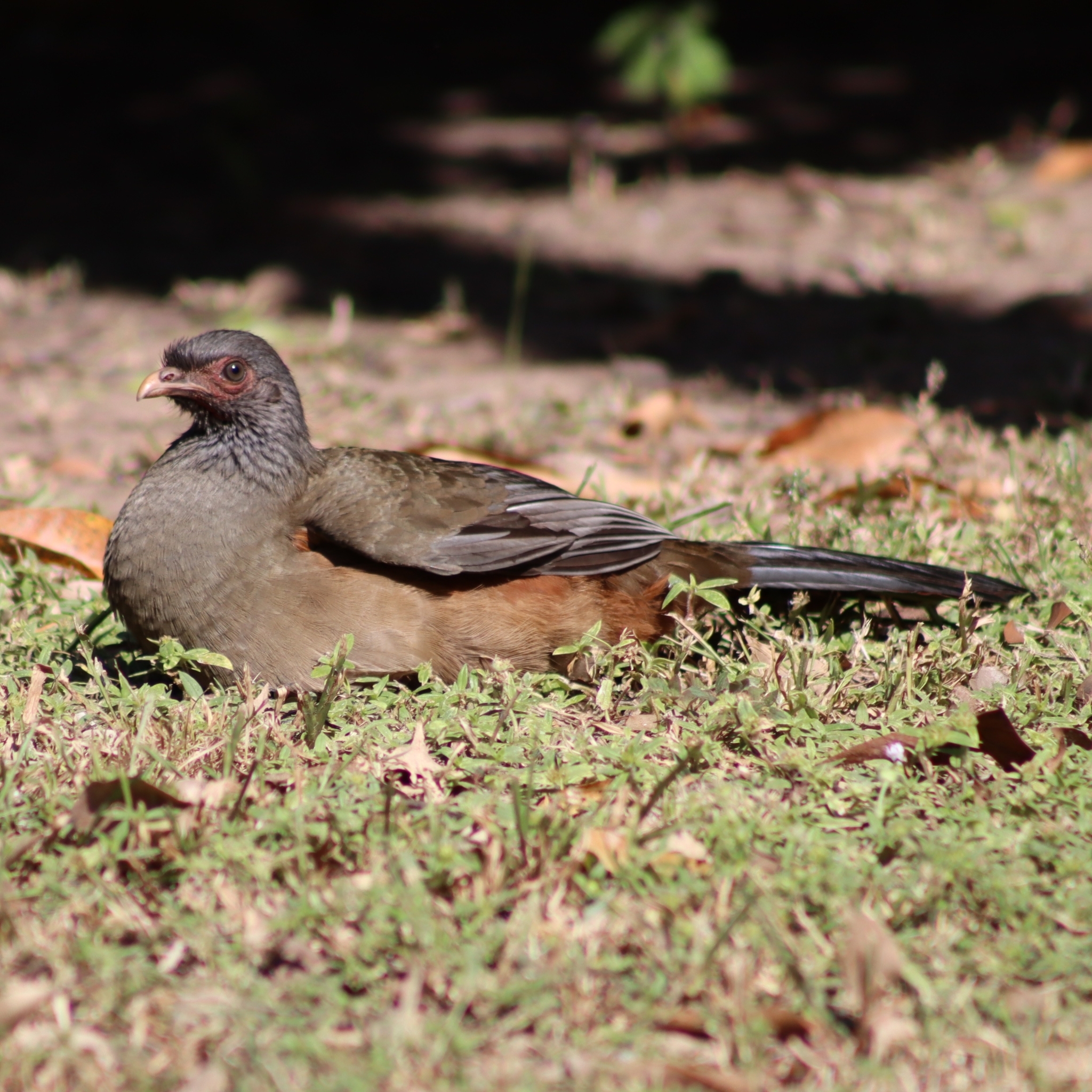 Chaco Chachalaca illustration