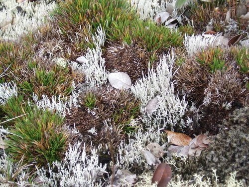 Siphula subulata observed 2010-05-11