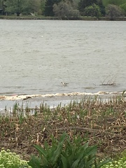 Recurvirostra americana