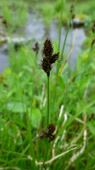 Carex lachenalii