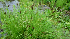 Carex lachenalii