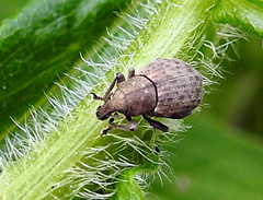 Tropiphorus terricola