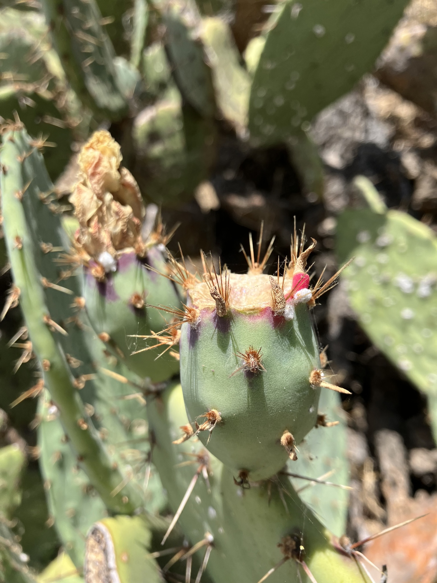 Western pricklypear
