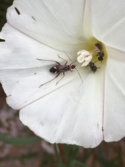 Closterocoris amoenus