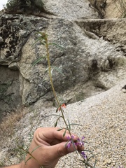 Clarkia xantiana parviflora