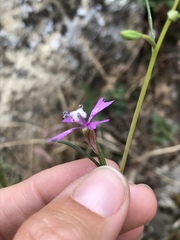 Clarkia xantiana parviflora
