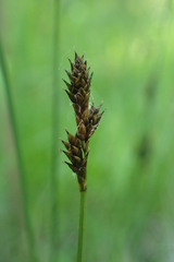 Carex lachenalii