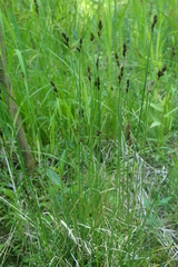 Carex lachenalii