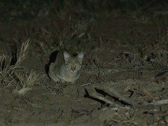 Felis lybica cafra