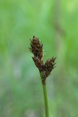 Carex lachenalii