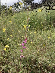 Clarkia unguiculata