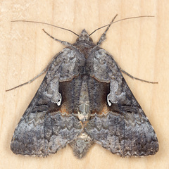 Syngrapha epigaea