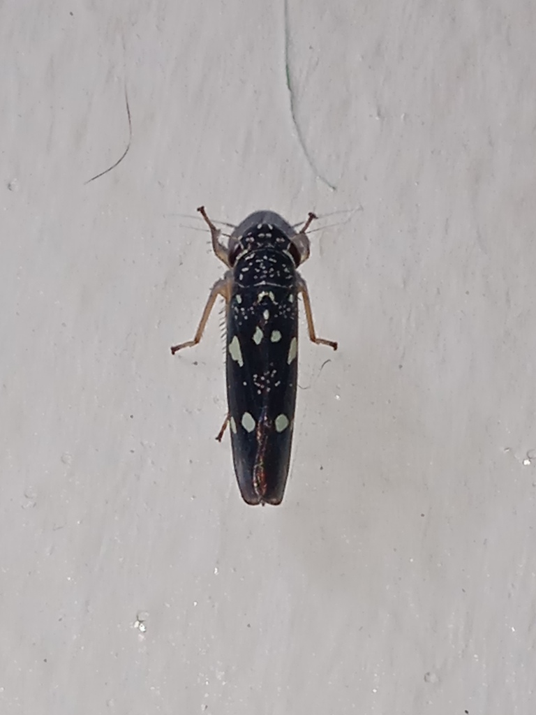 Macugonalia fritilla