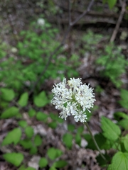 Actaea rubra