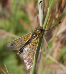 Libelloides ictericus