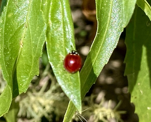 iNaturalist observation photo of Spotless Lady Beetle