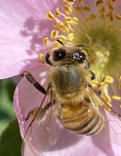 iNaturalist observation photo of Western Honey Bee