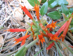 Monardella macrantha