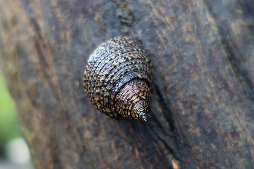 Littoraria varia