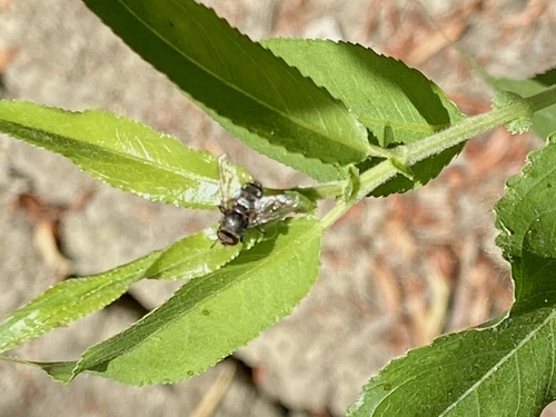 iNaturalist observation photo of Flies