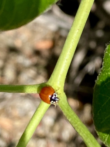 iNaturalist observation photo of Spotless Lady Beetle