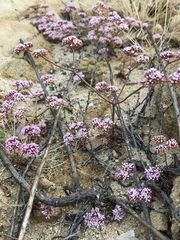 Chorizanthe staticoides