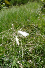 Paradisea liliastrum