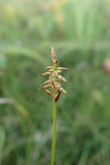 Carex micropoda