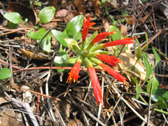 Monardella macrantha