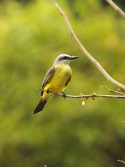 White-Throated Kingbird photo 4