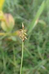 Carex micropoda
