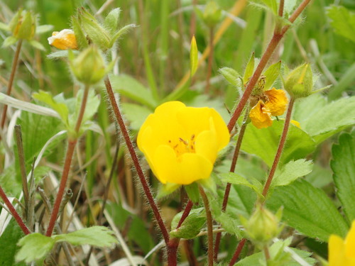 Potentilla stolonifera
