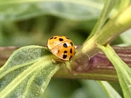 iNaturalist observation photo of Asian Lady Beetle