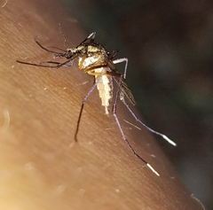 Psorophora longipalpus